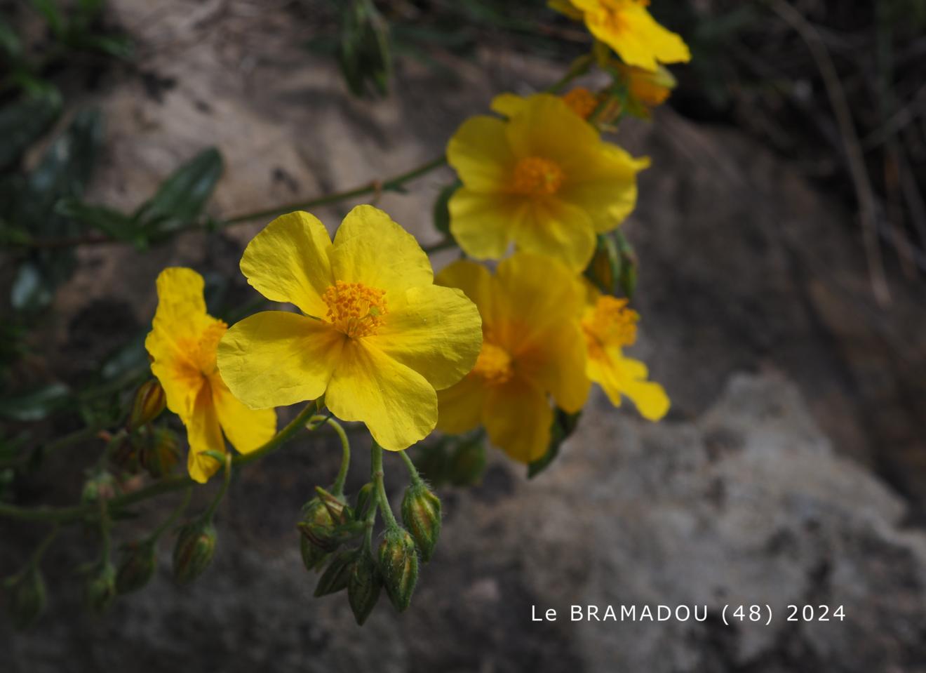 Rock-Rose, Common